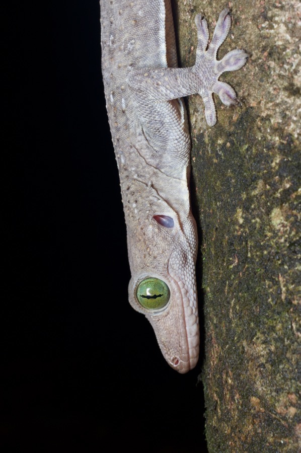 Grand gecko de Smith (Gekko smithii)