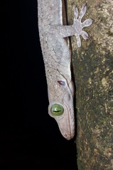 Gekko smithii