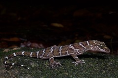 Cyrtodactylus consobrinus