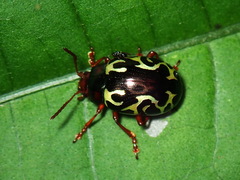 Zygogramma violaceomaculata