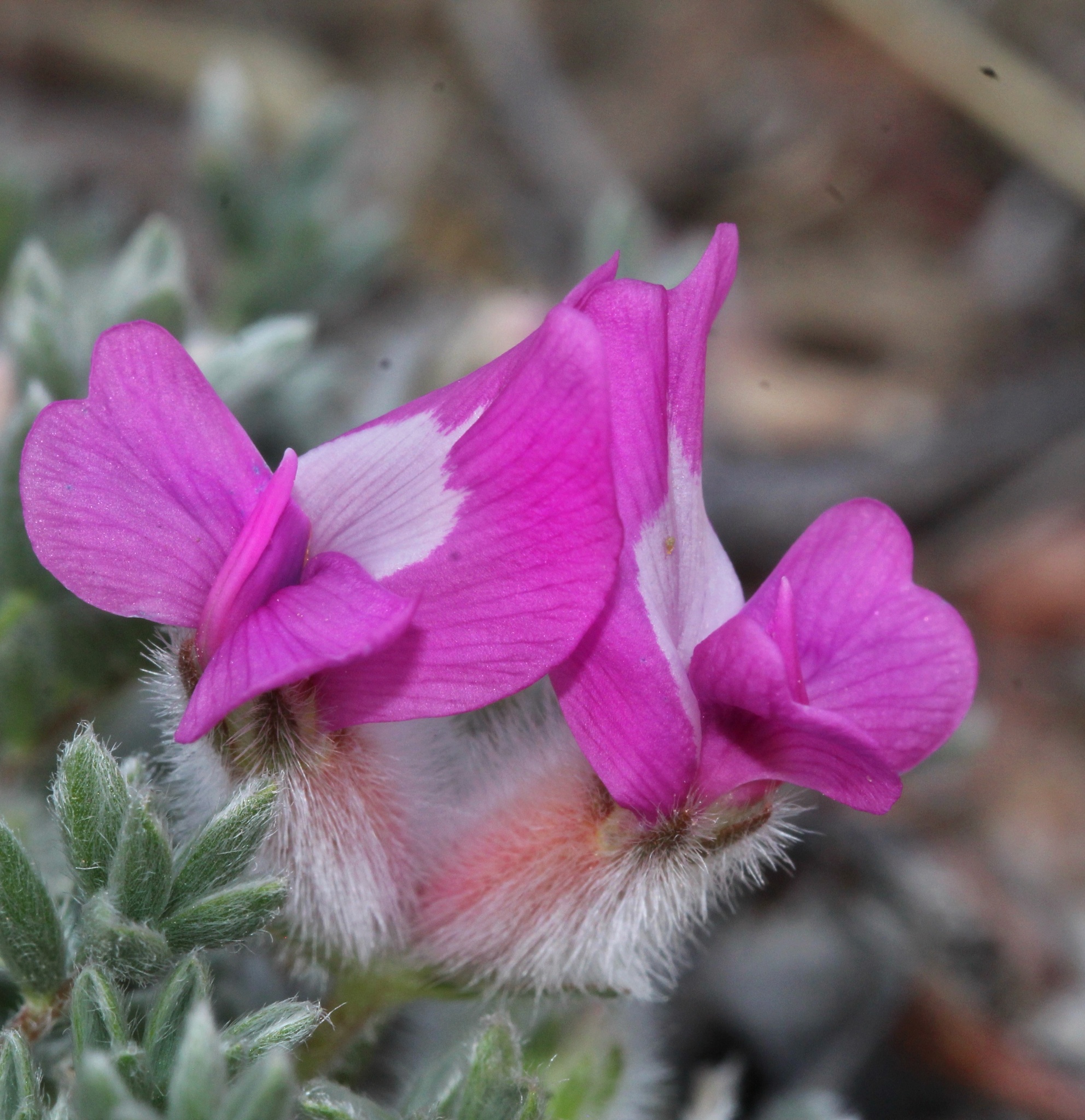Oxytropis multiceps