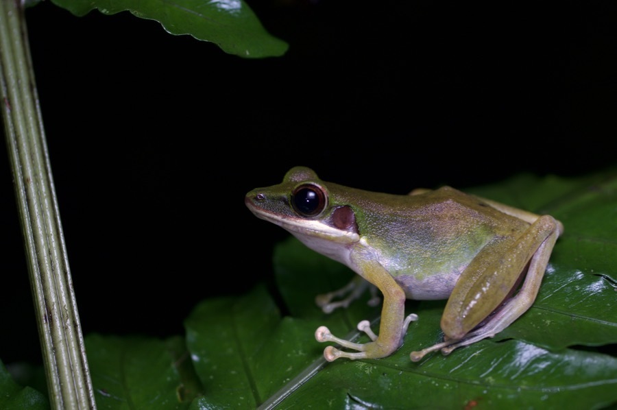 Malayan Copper-cheeked Frog