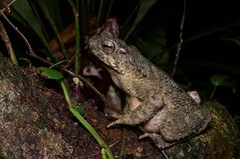 Phrynoidis asper