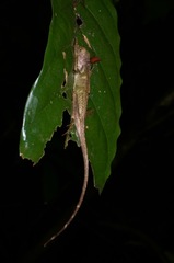 Aphaniotis fusca
