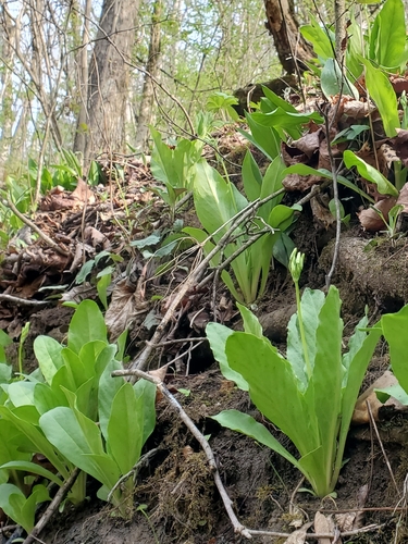 Dodecatheon meadia