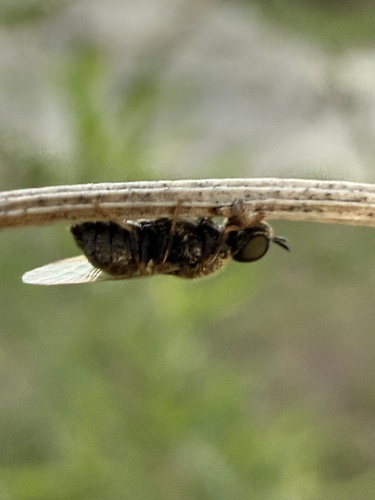 Unknown species found near Burnet, TX, US