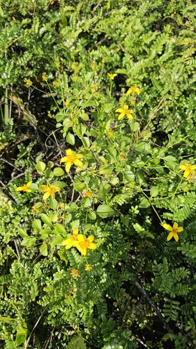 Bidens sandvicensis observed 2026-03-26