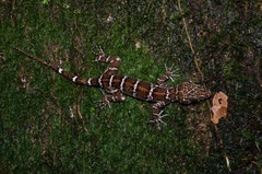 Cyrtodactylus consobrinus