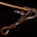 白腹鼠蛇/白腹南蛇 - Photo 由 John Sullivan 所上傳的 (c) John Sullivan，保留部份權利CC BY-NC