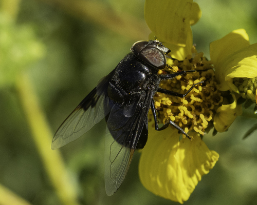 Unknown species found near Kensington, San Diego, CA, USA