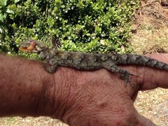 Mokopirirakau granulatus