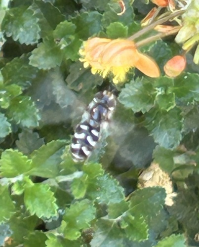 Unknown species found near Anderson Rd, Davis, CA, US