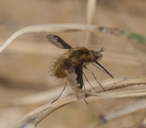 Unknown species found near Southampton County, VA, USA