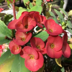 Euphorbia milii