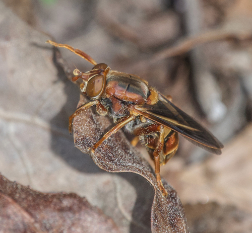Unknown species found near Southampton County, VA, USA