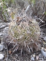 Coryphantha delicata