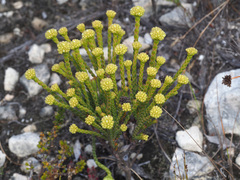 Crassula subulata fastigiata