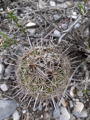 Coryphantha delicata