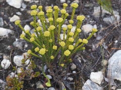 Crassula subulata fastigiata