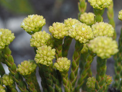 Crassula subulata fastigiata