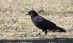 Corvus brachyrhynchos
