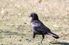 Corvus brachyrhynchos