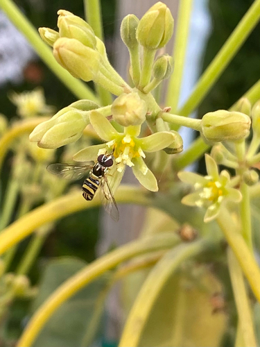 Unknown species found near Park Lane Trail, Fairfax, CA, US