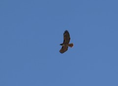 Buteo jamaicensis