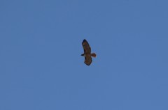 Buteo jamaicensis