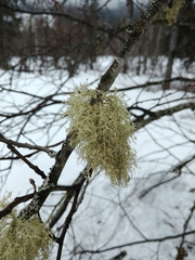 Usnea flavocardia