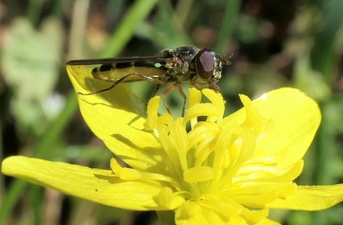 Unknown species found near White Salmon, WA 98672, USA
