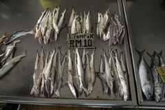 Scoliodon macrorhynchos