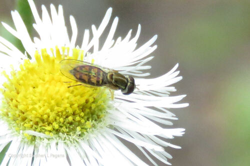 Unknown species found near Claiborne, LA 71291, USA