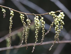 Stachyurus praecox