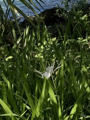 Hymenocallis rotata