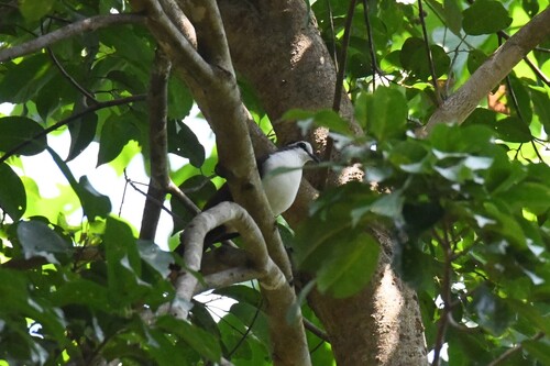 Tambourine Dove