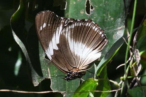 Blue Diadem Butterfly
