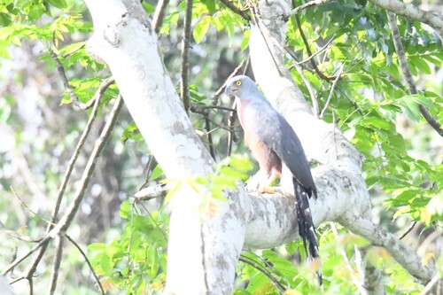 Long-tailed Hawk
