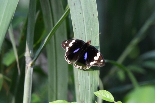 Blue-spot Pansy