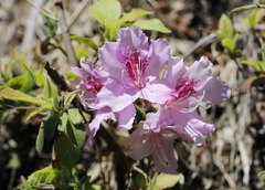 Rhododendron macrosepalum