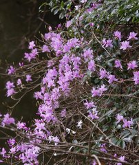Rhododendron dilatatum dilatatum