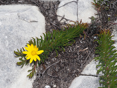 Osteospermum subulatum