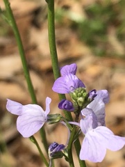 Nuttallanthus texanus