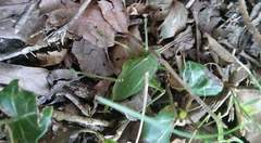 Paracyrtophyllus robustus