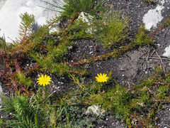 Osteospermum subulatum