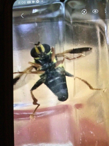 Unknown species found near Green Leaf Ln, Duncanville, TX, US