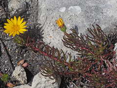 Osteospermum subulatum