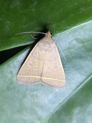 Tiki hut litter moth photo 3