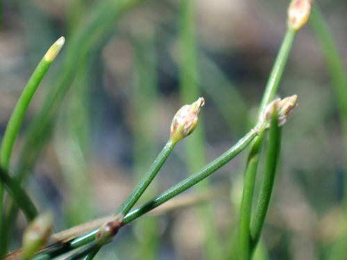 Eleocharis geniculata observed 2026-03-26