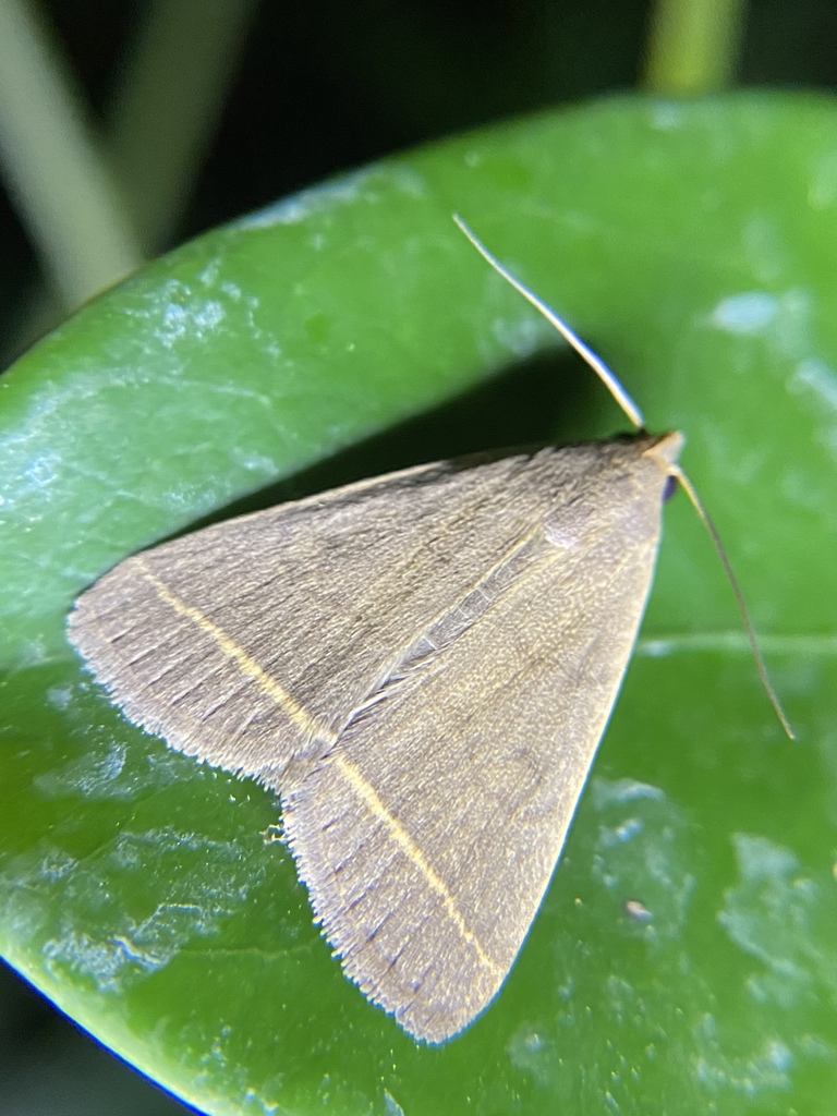 Tiki hut litter moth